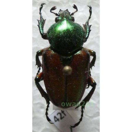 Phaedimus zebuanus kachikun Nagai, 1998 female Philippines42f